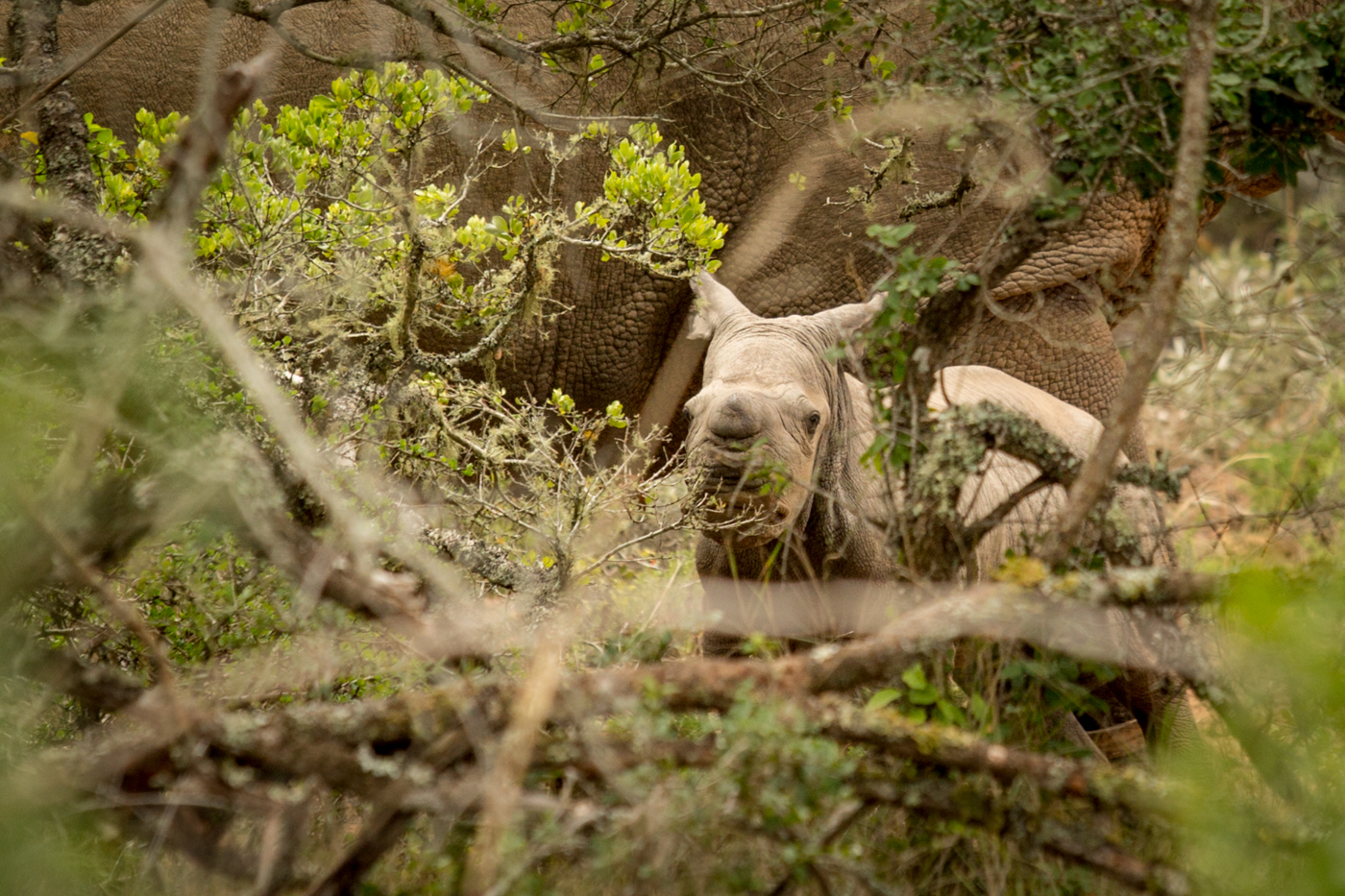 Kariega New Baby Rhino Calf for mum Thembi