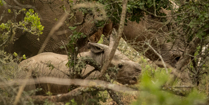Kariega-New-Baby-Rhino-Thembi-Gives-Birth.jpg