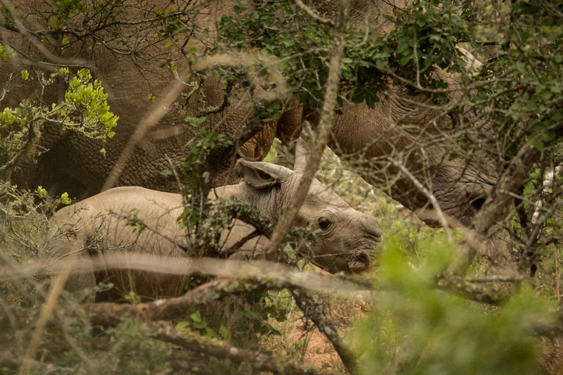 Kariega-New-Baby-Rhino-Thembi-Gives-Birth.jpg
