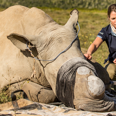Kariega-Rhino-Dehorning-Conservation.jpg Kariega-Rhino-Dehorning-Conservation.jpg