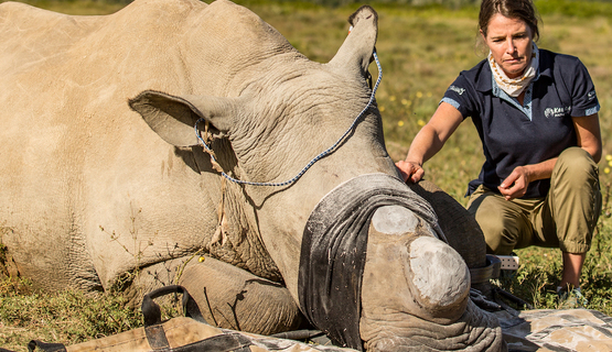Kariega-Rhino-Dehorning-Conservation.jpg