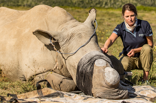 Kariega-Rhino-Dehorning-Conservation.jpg