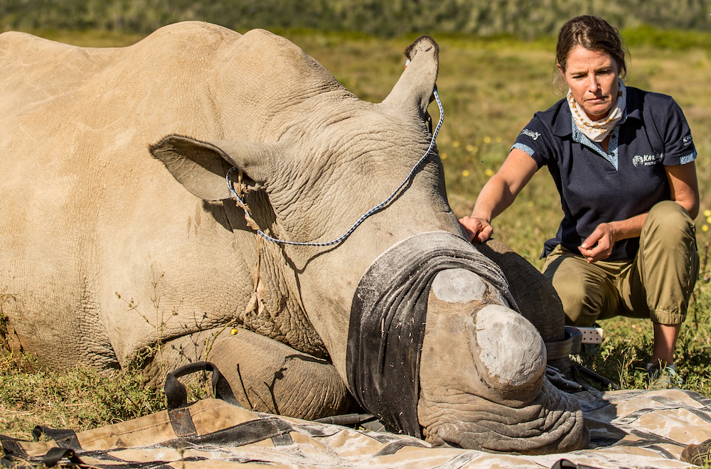 Virtual Safari Events Raise Funds for Rhino