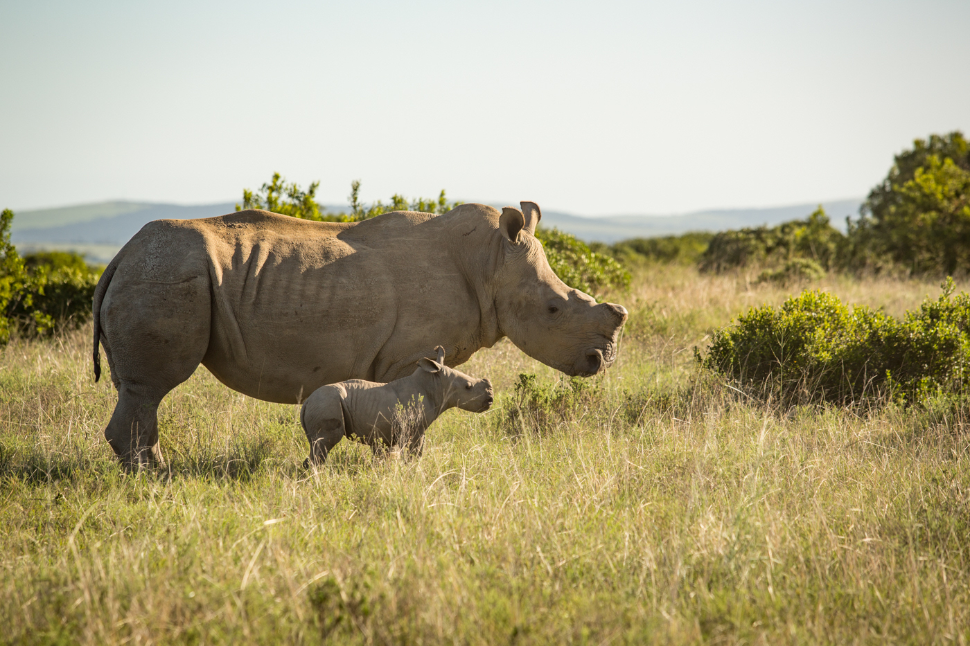 Kariega Baby White Rhino Umkhosi