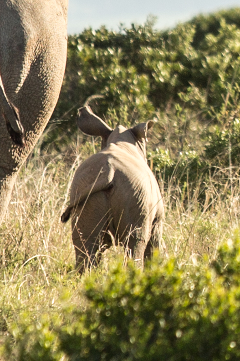 Kariega Baby White Rhino Umkhosi