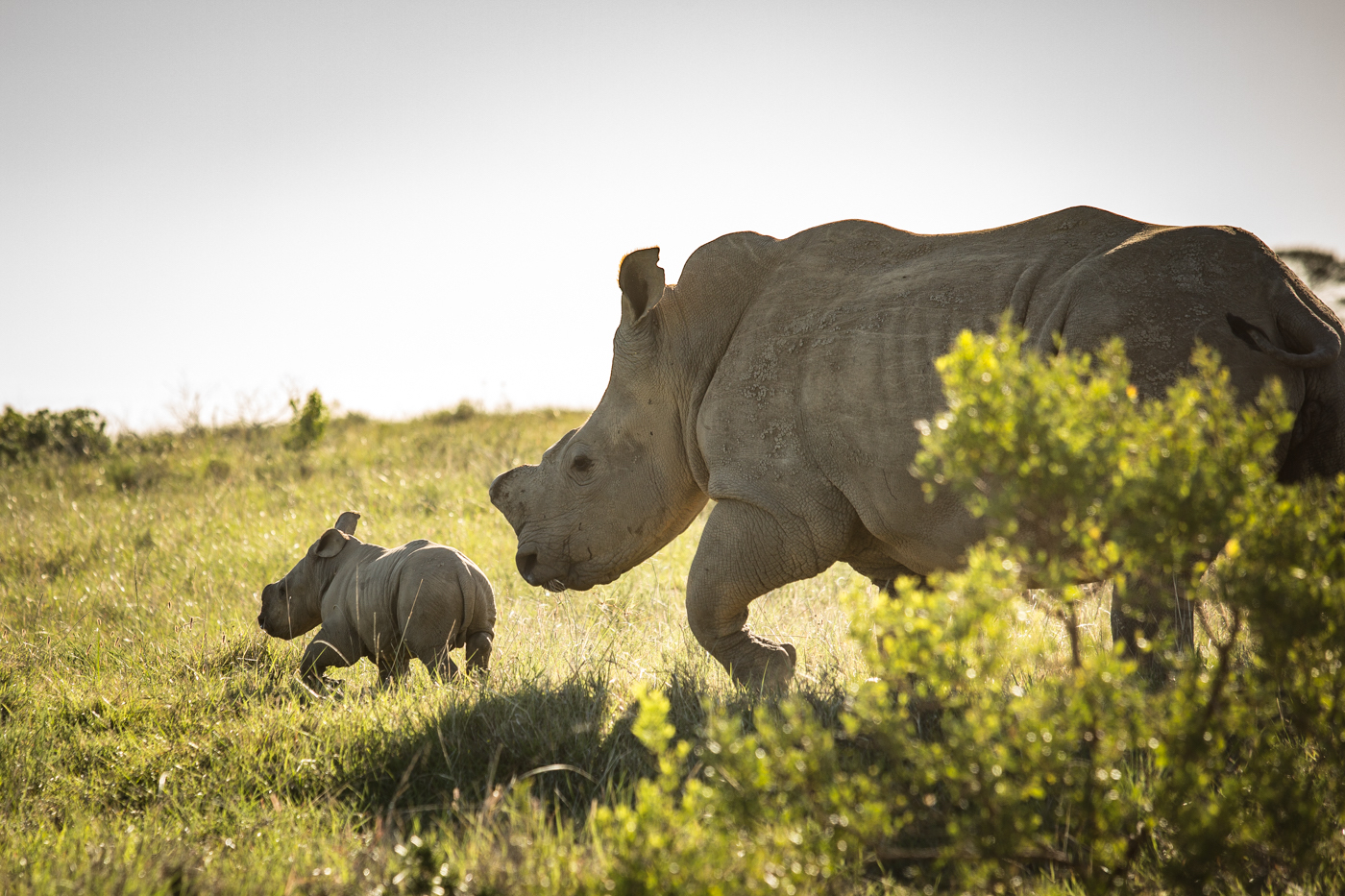 Kariega Baby White Rhino Umkhosi
