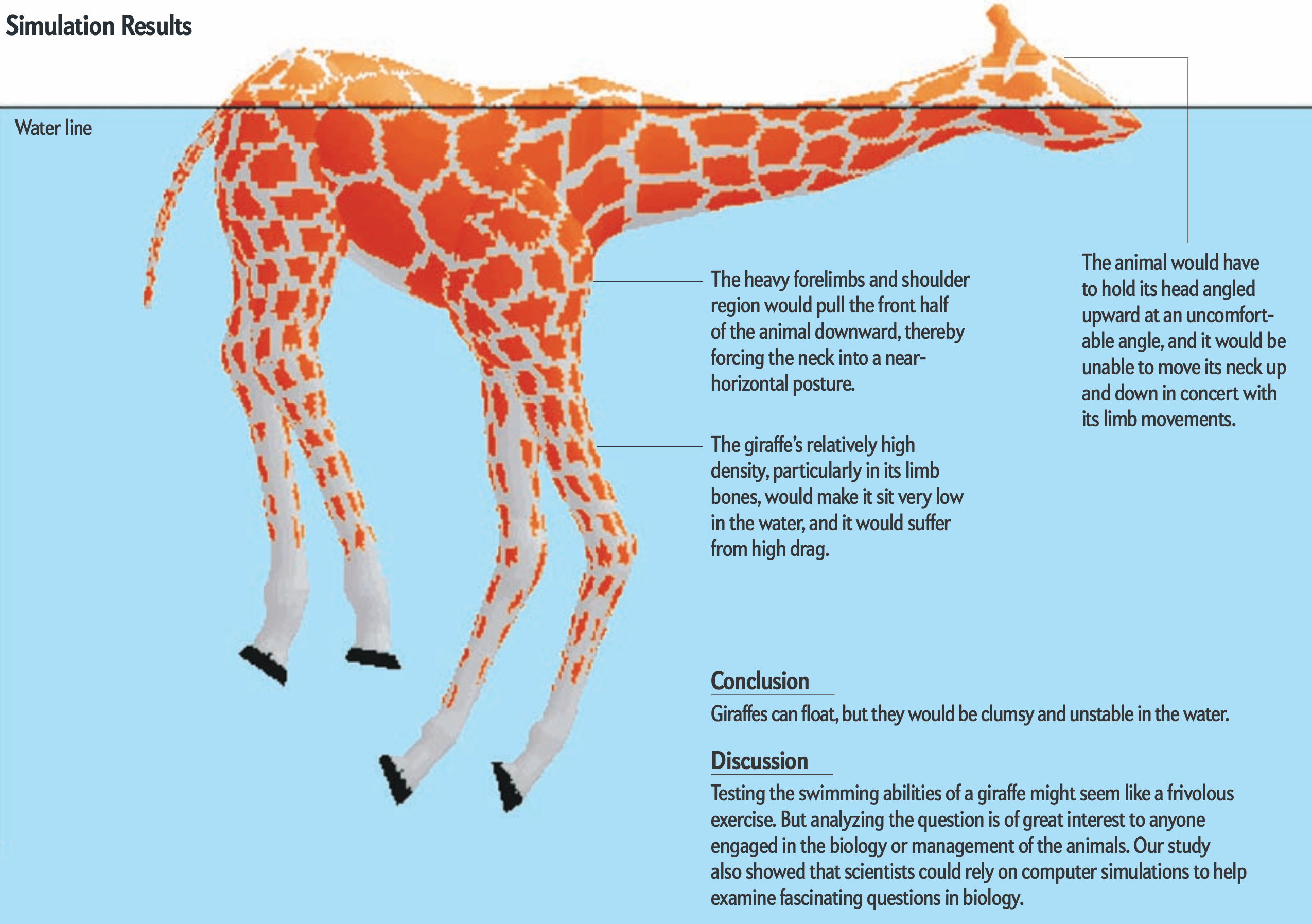 Can Giraffes Swim? | Kariega Private Game Reserve