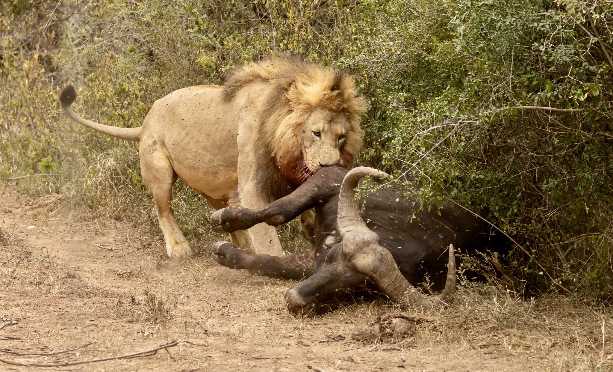 Fascinating Facts about Cape Buffalo and Lions