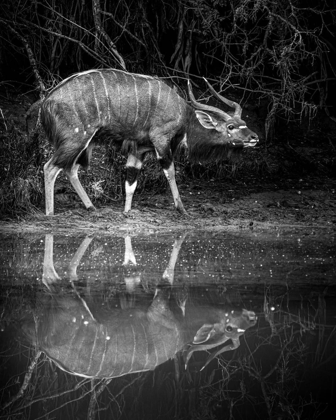 Nyala Insta Wildlife Photo Competition