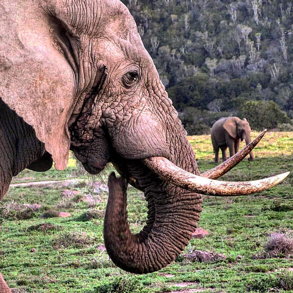 Elephant Insta Wildlife Photo Competition