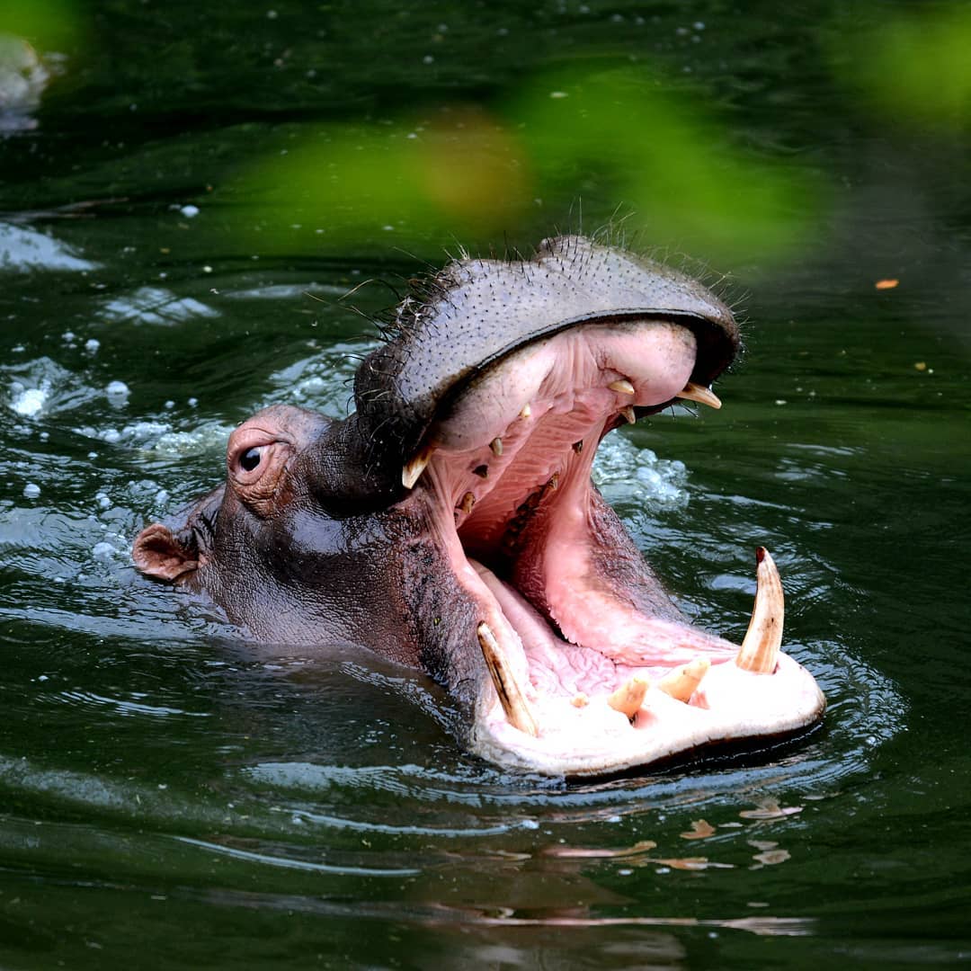 Hippo Insta Wildlife Photo Competition