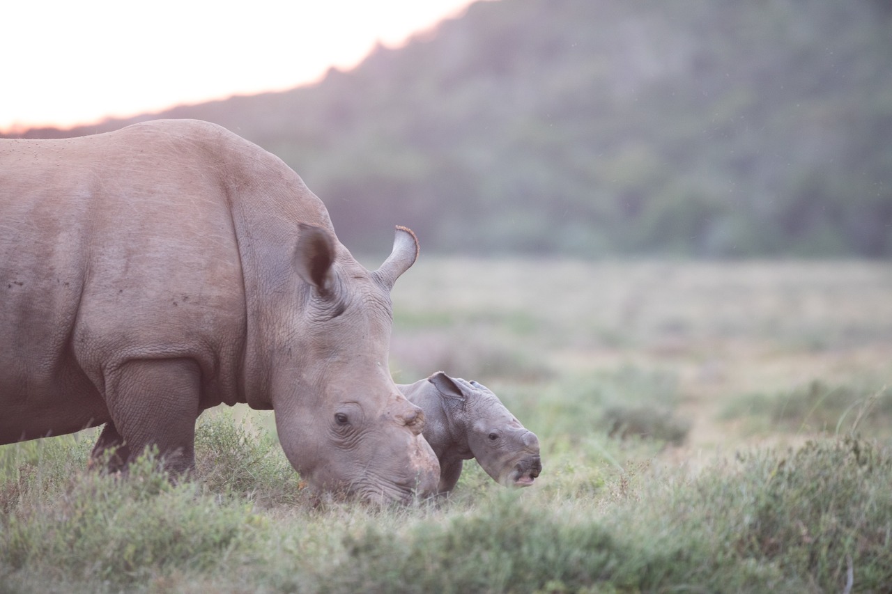 Kariega Thandi's Fourth Calf Named Siya after SA rugby captain