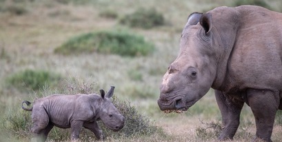 Kariega-Thandi-calf4-2-BJennings-4Jan2021.jpg