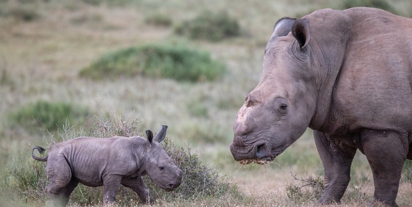 Kariega-Thandi-calf4-2-BJennings-4Jan2021.jpg