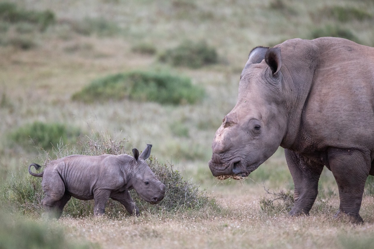 Thandi's hornless profile taken at Kariega by Brendon Jennings.jpg