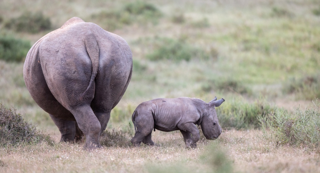 Kariega Thandi's Fourth Calf Named Siya after SA rugby captain