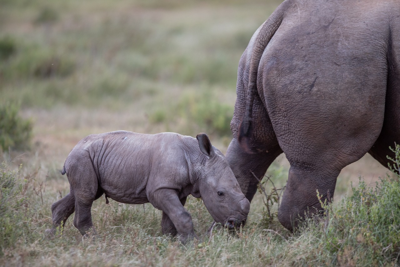 Rhino Siya Calf at Kariega Game Reserve
