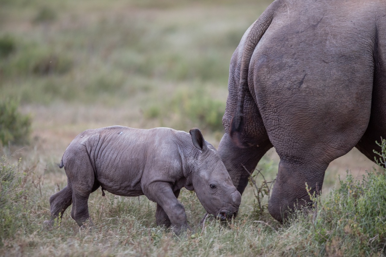 Kariega Thandi's Fourth Calf Named Siya after SA rugby captain