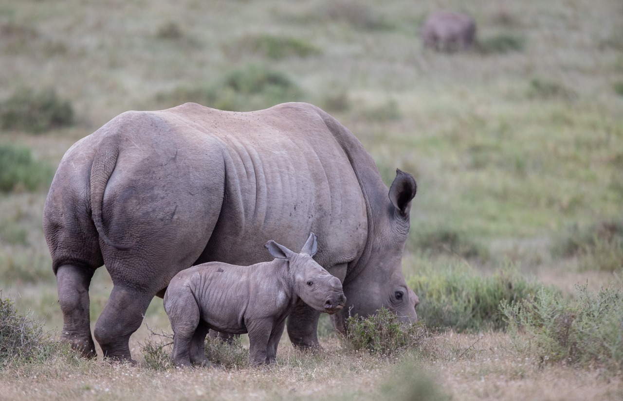 Kariega Thandi's Fourth Calf Named Siya after SA rugby captain