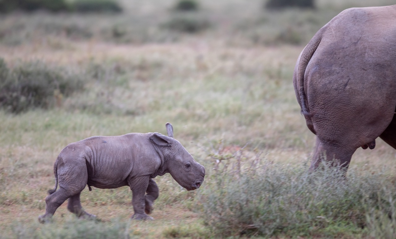 Kariega Thandi's Fourth Calf Named Siya after SA rugby captain