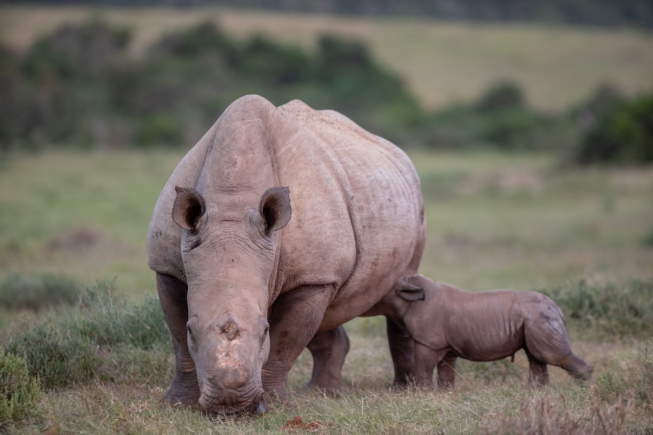 Thandi and calf on perfect African safari by Brendon Jennings