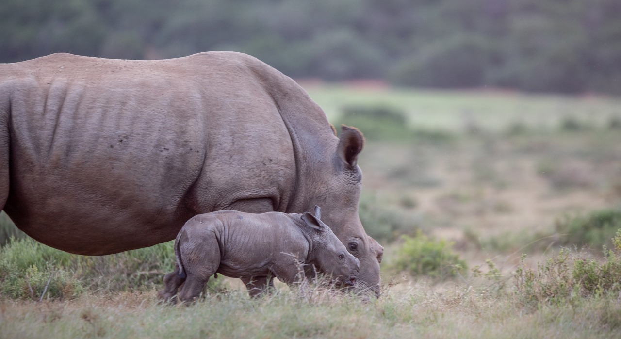 Kariega Rhino Love Adopt Thandi and Calf Siya