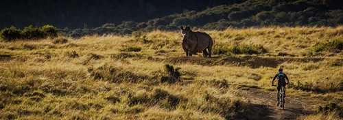 Rhino viewing on safari trail ride
