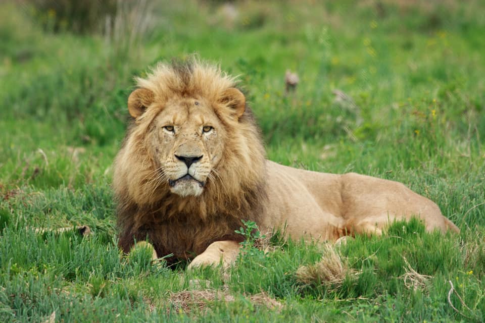 Top Summer Safari Wildlife Photo Rebecca Millard Lion