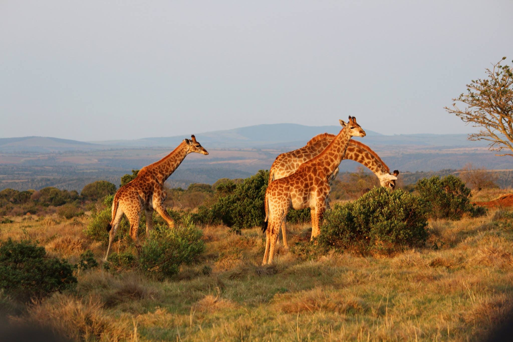 Top Summer Safari Wildlife Photo Sarah Kehoe Giraffe