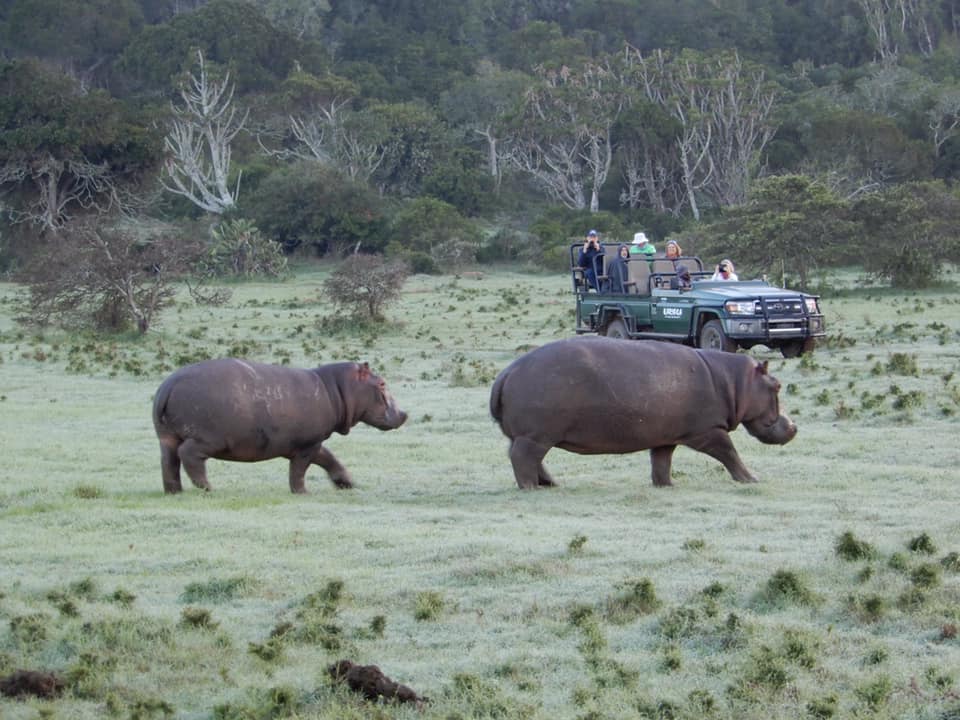 Top Summer Safari Wildlife Photo Shauna James Hippo