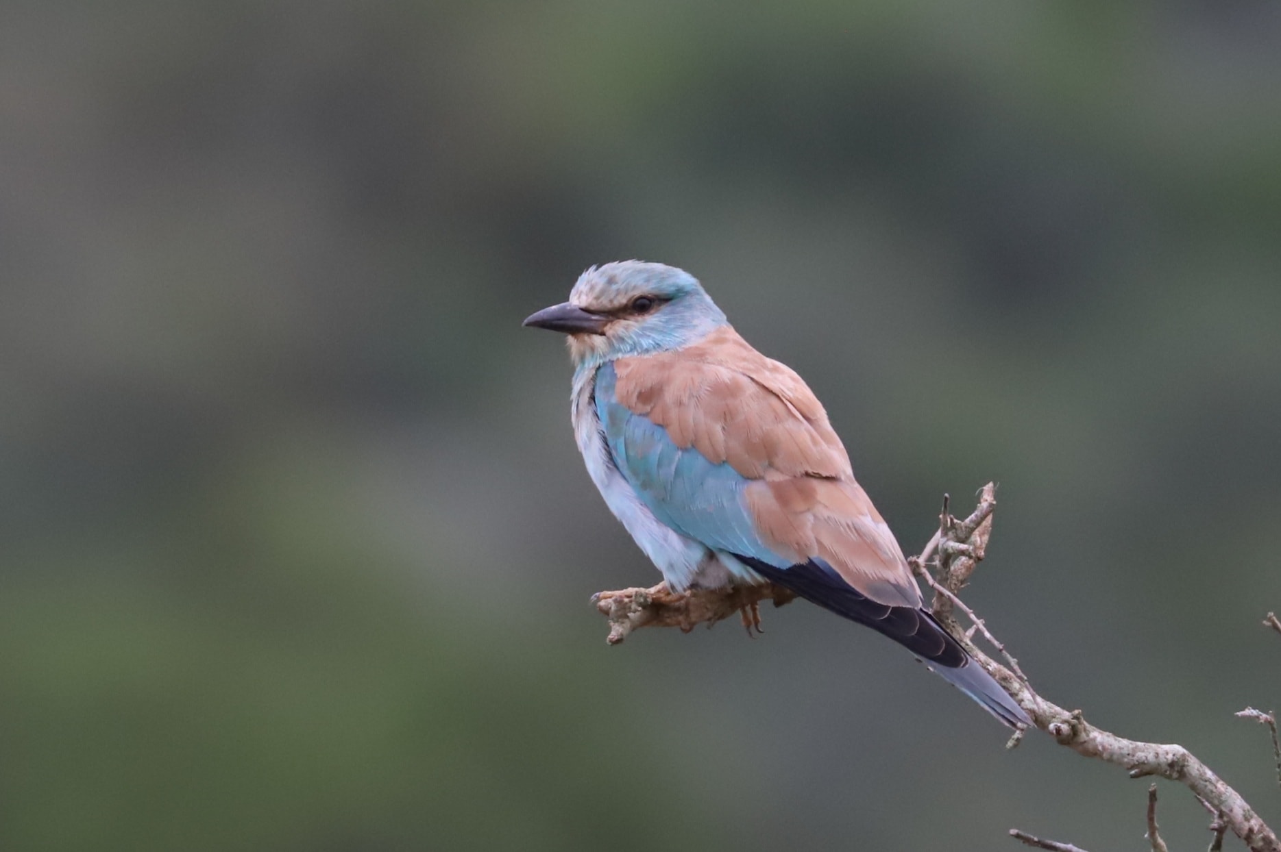 Top Summer Safari Wildlife Photo Gert Van Den Heever Bird