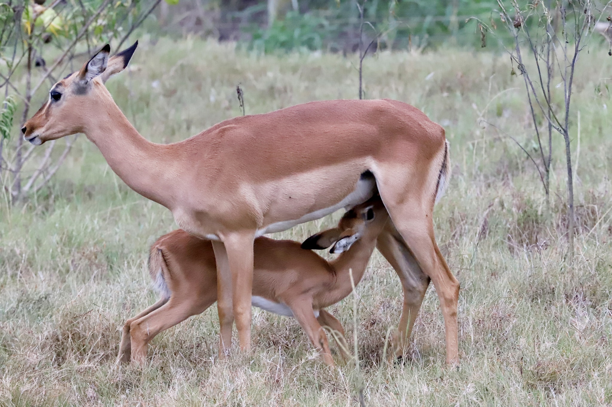 Impala ewe sucking her young at Kariega by guest Gert Van Den Heever