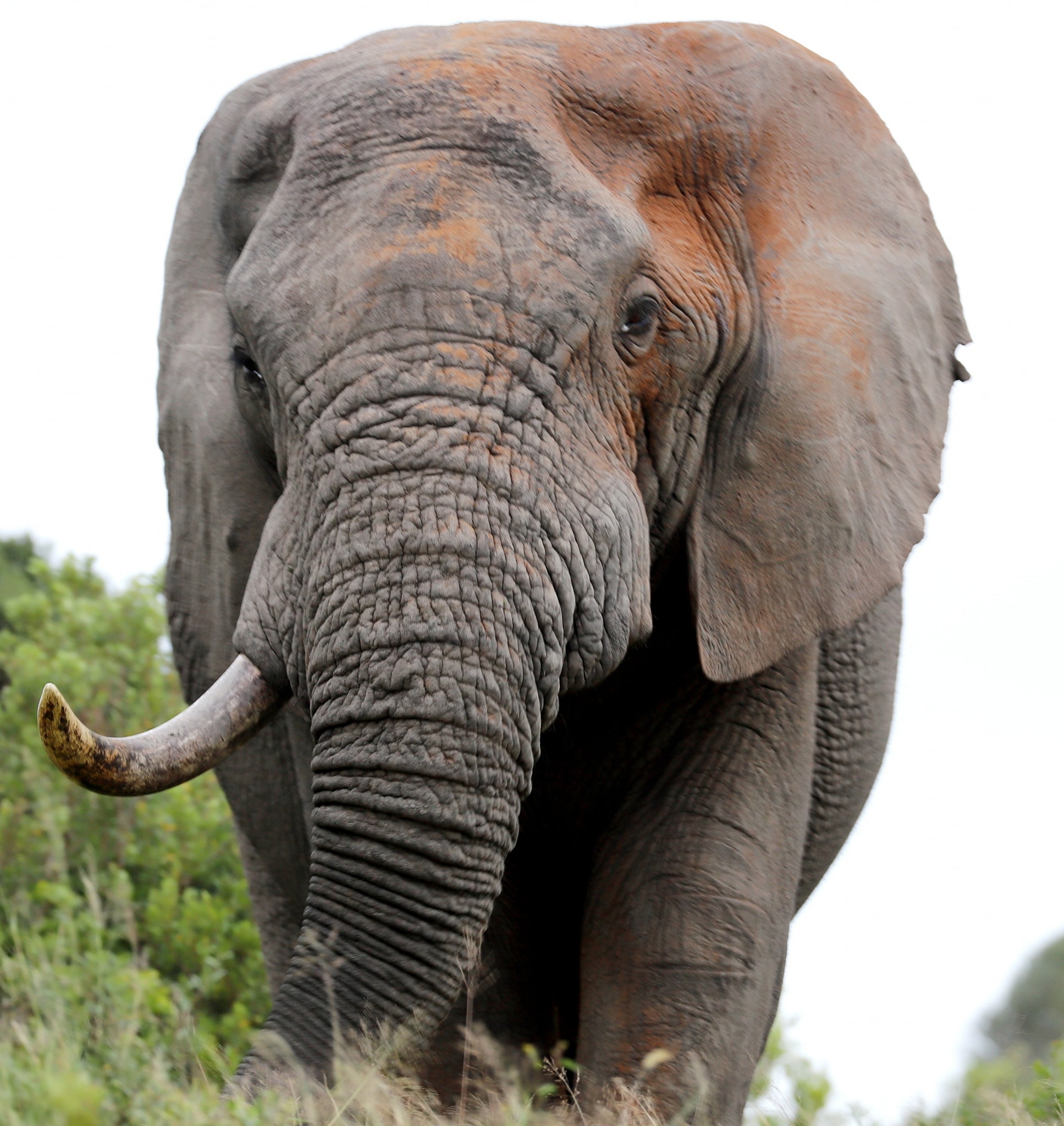 Top Summer Safari Wildlife Photo Gert Van Den Heever Elephant