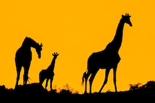 Kariega Game Reserve Specials Giraffe
