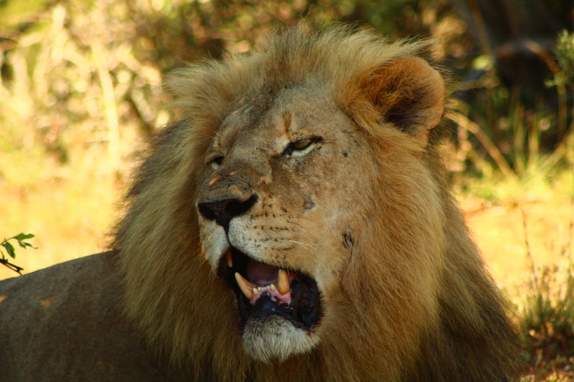 Kariega Wildlife Conservation Interns Lion