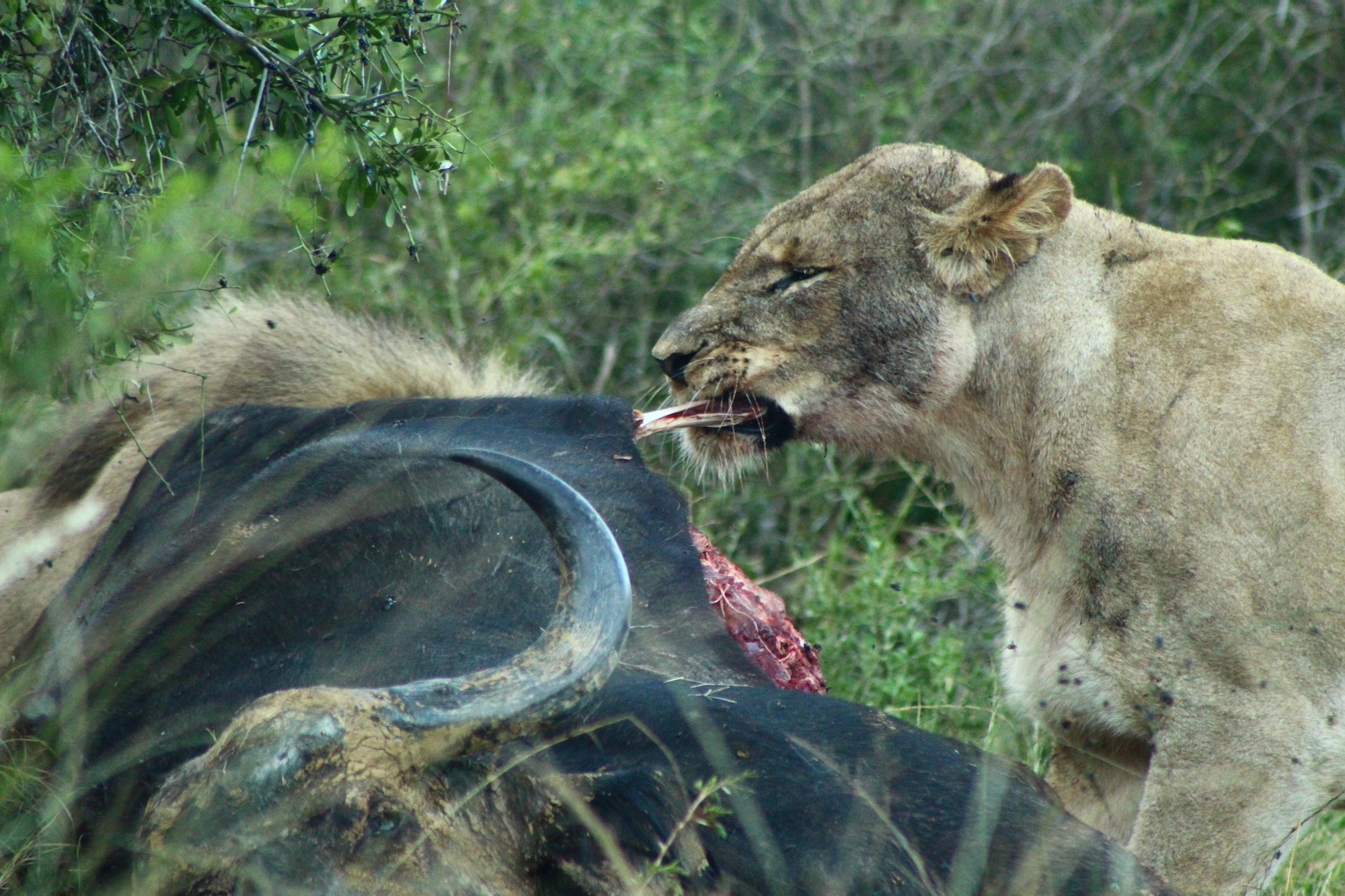 Kariega Wildlife Conservation Interns Lioness and Buffalo