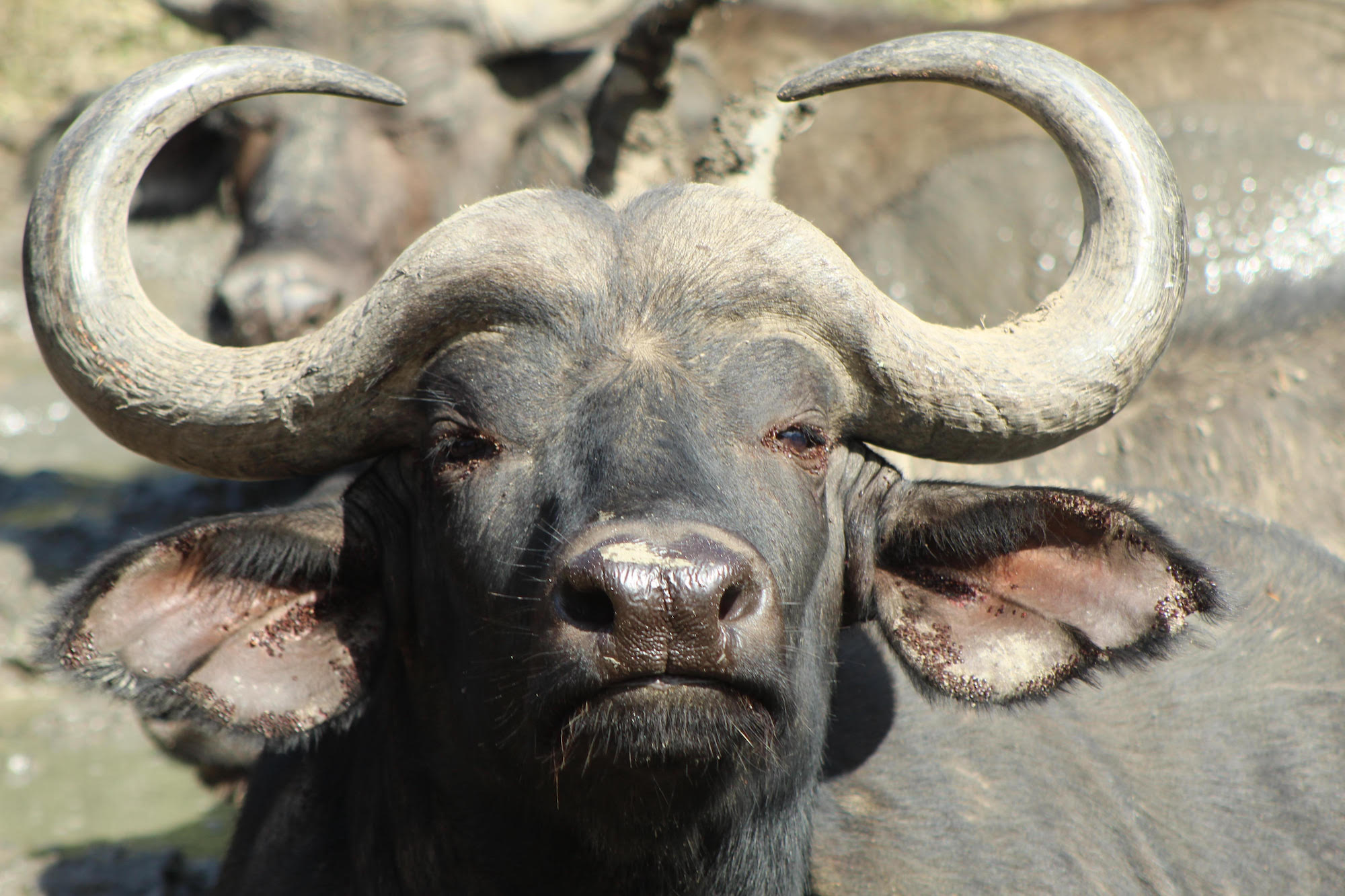 Kariega Wildlife Conservation Interns Buffalo