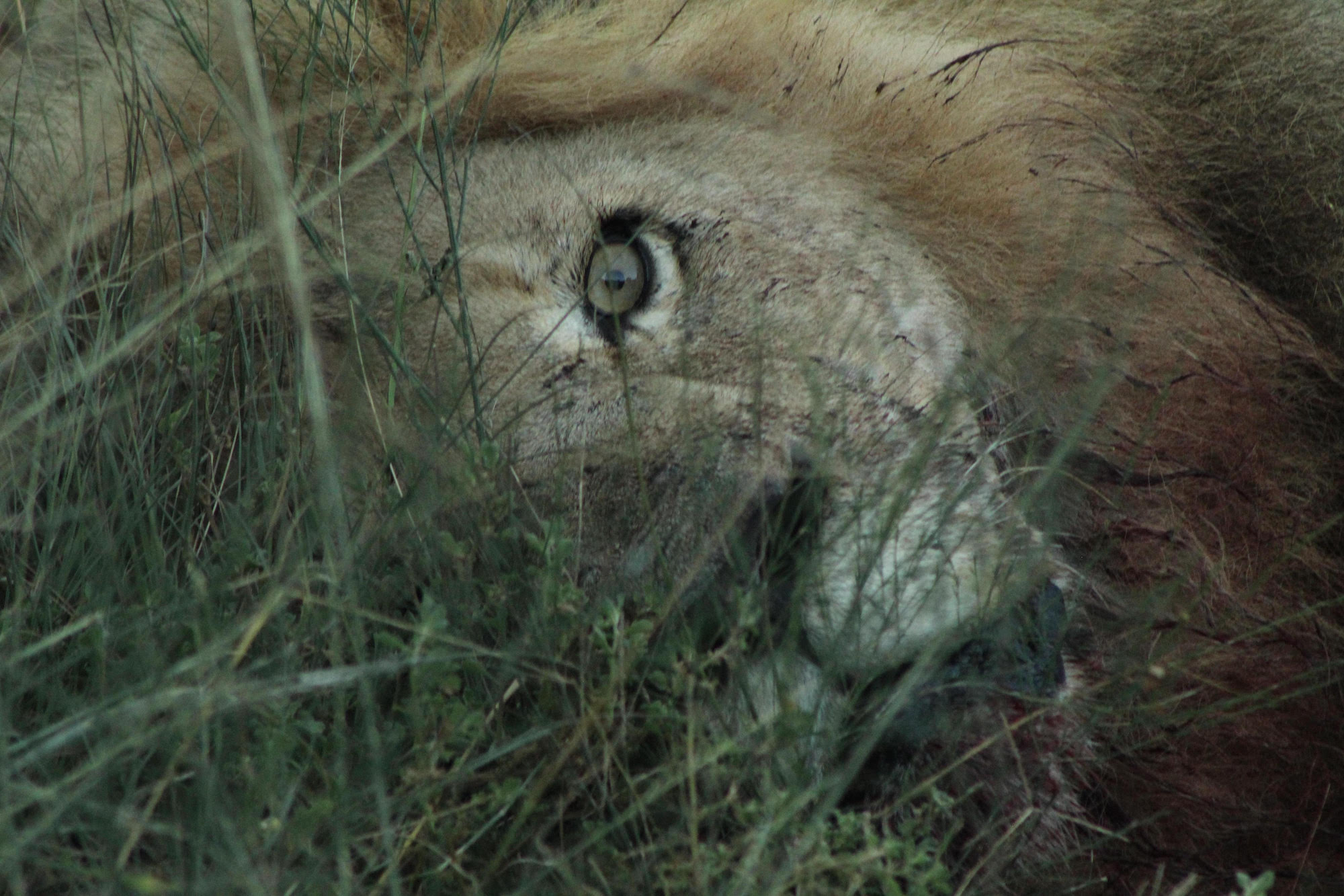 Kariega Wildlife Conservation Interns Lions