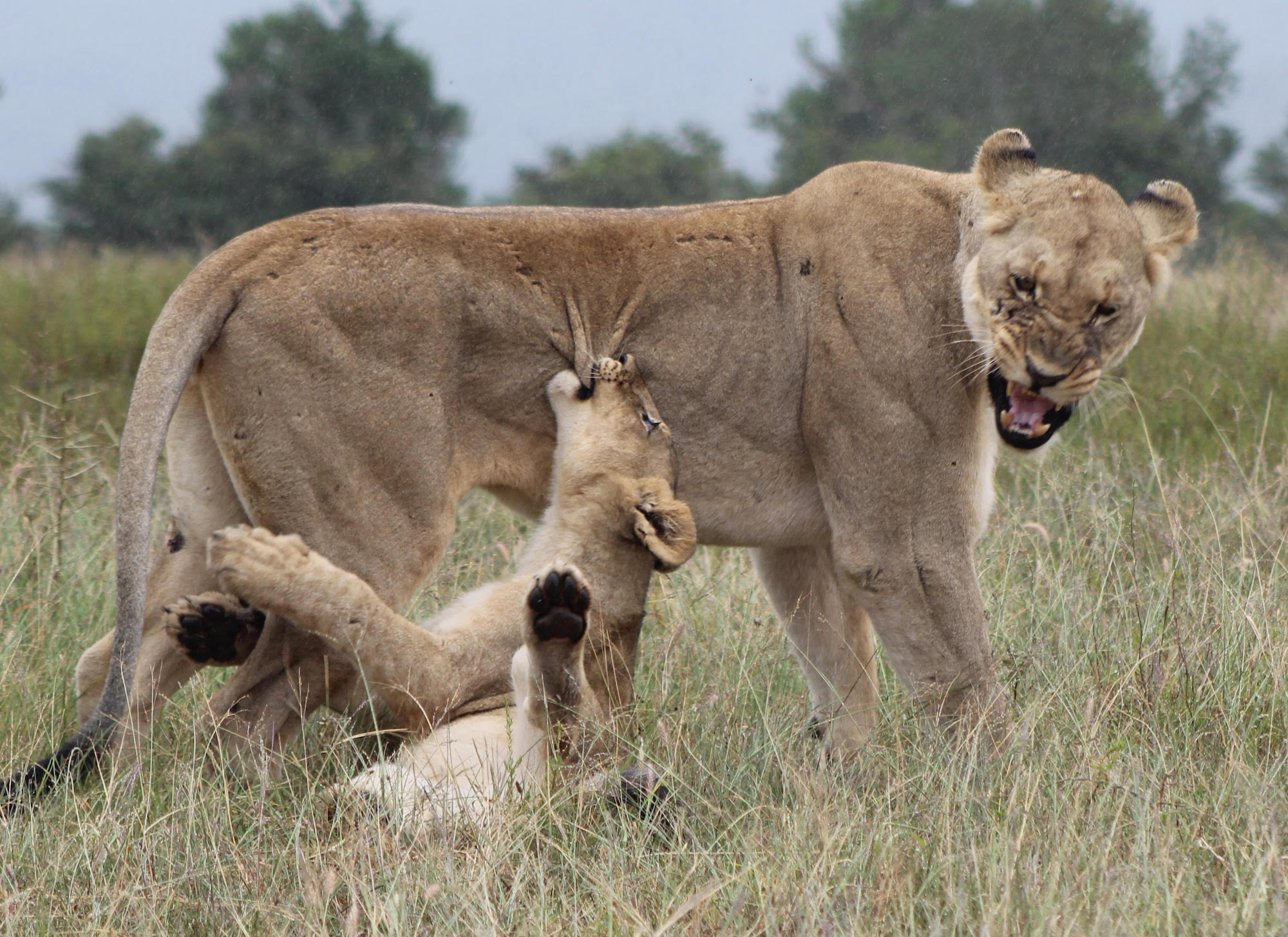 Kariega Wildlife Conservation Interns Lions