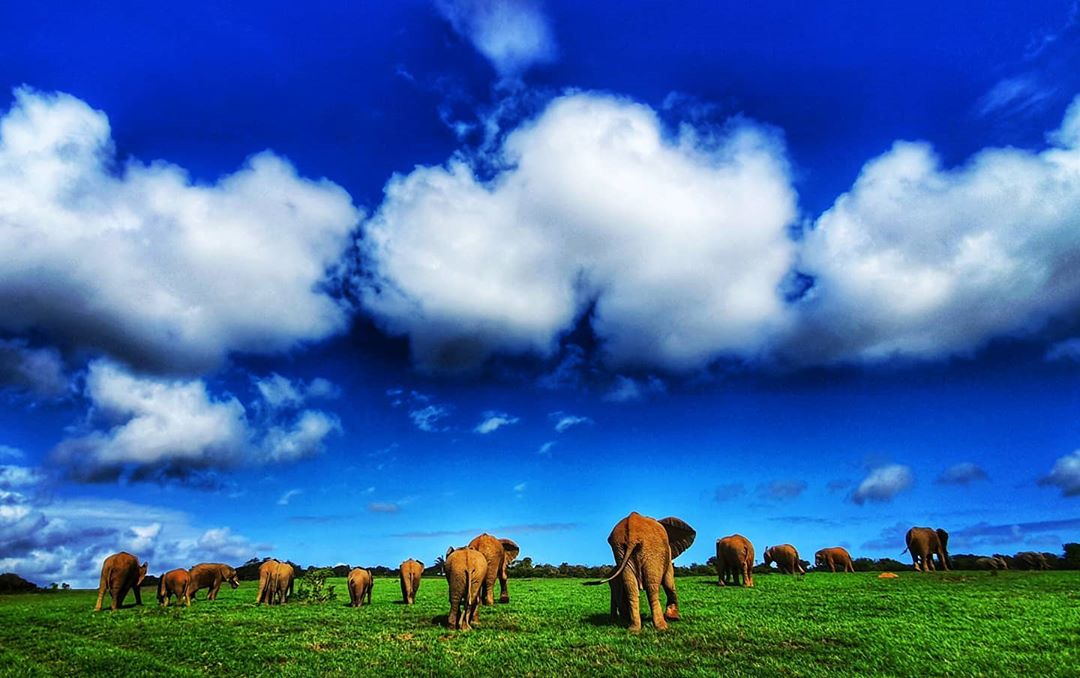 Elephant Safari South African Deals