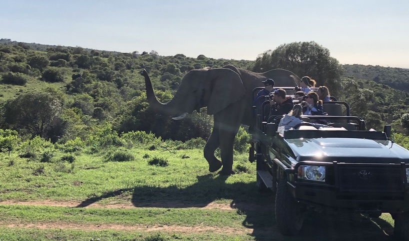 USA Guest Shares African Safari Experience