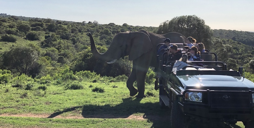 USA Guest Shares African Safari Experience