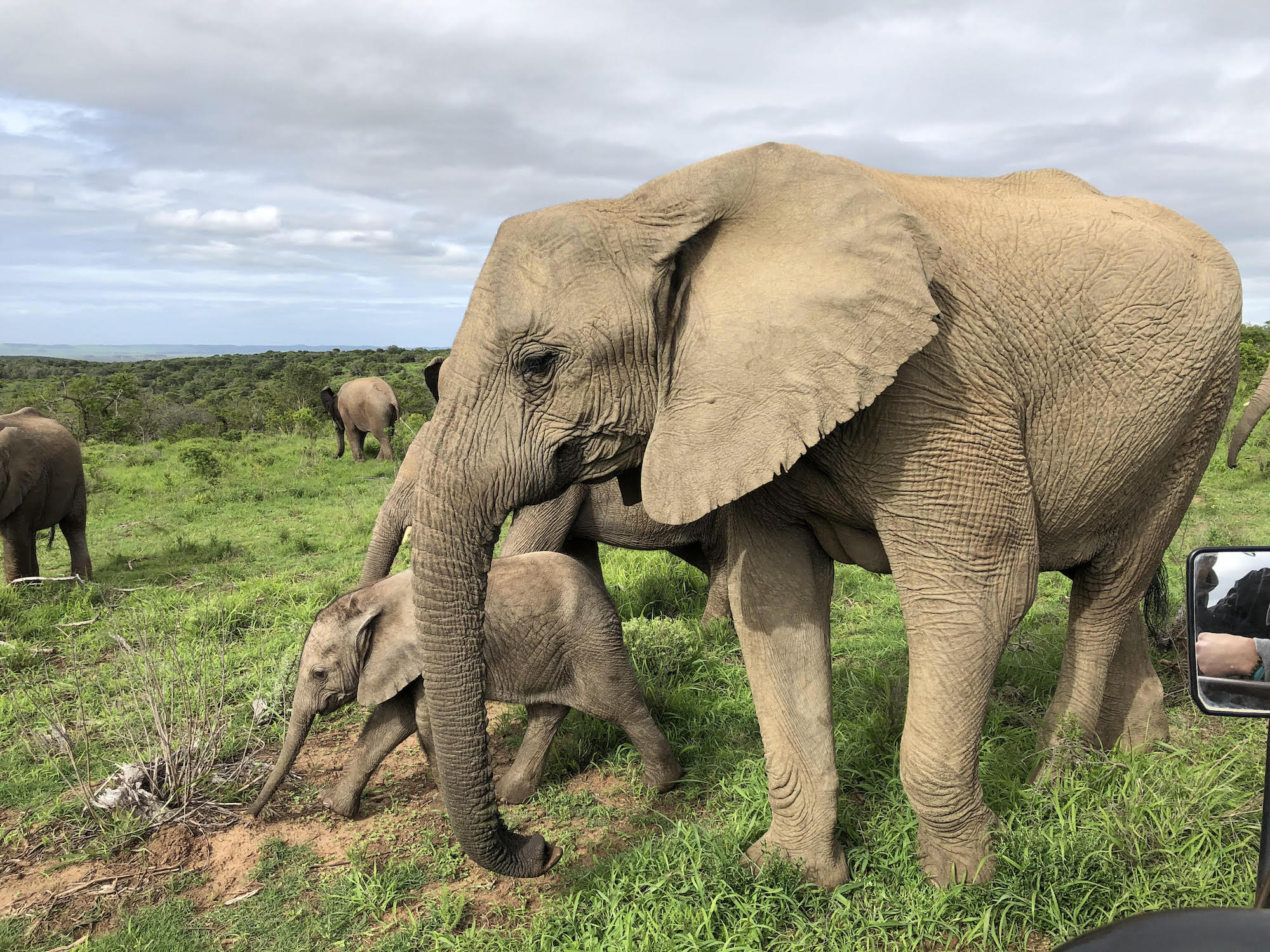 USA Guest Shares African Elephant Safari Experience