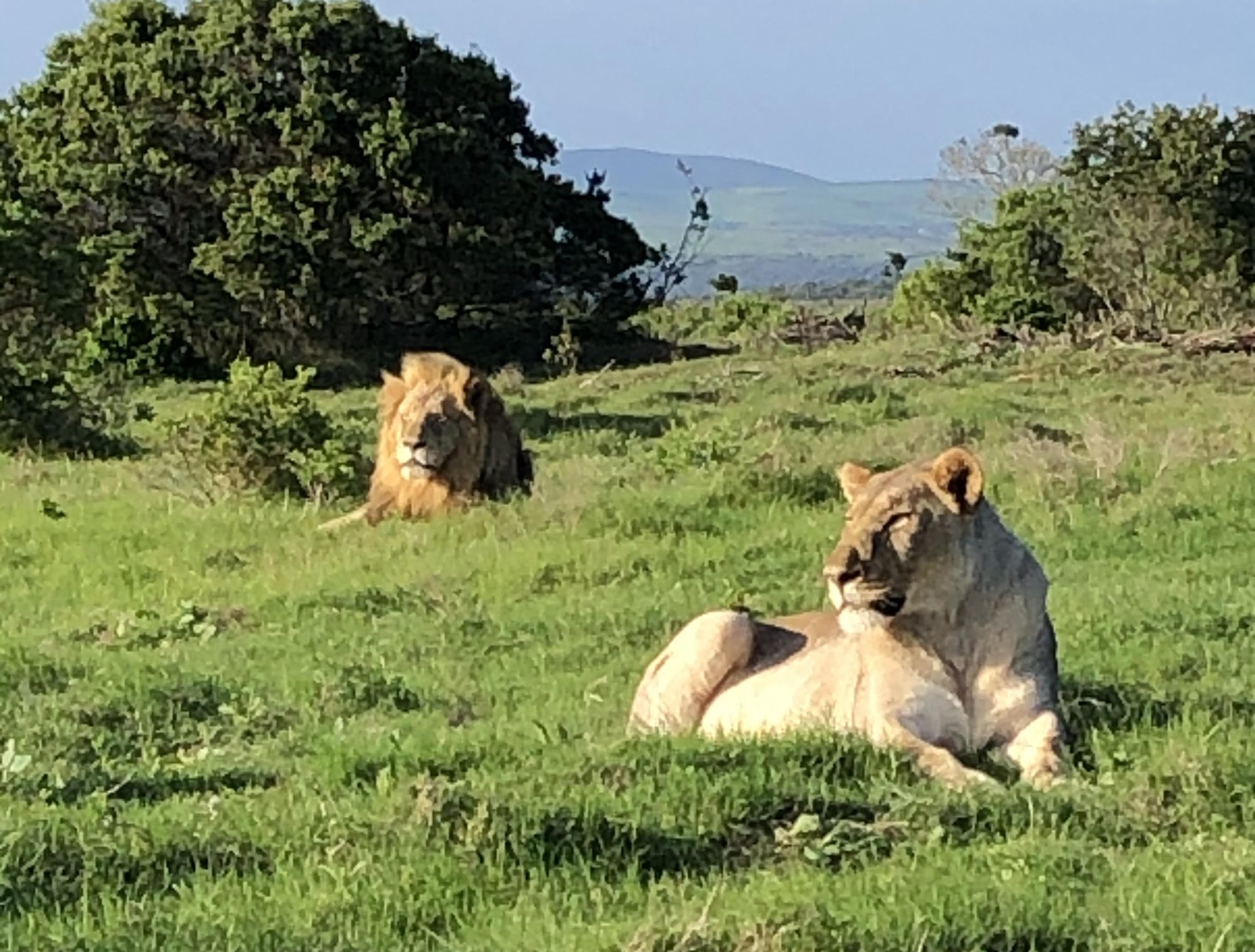 USA Guest Shares African Lion Safari Experience