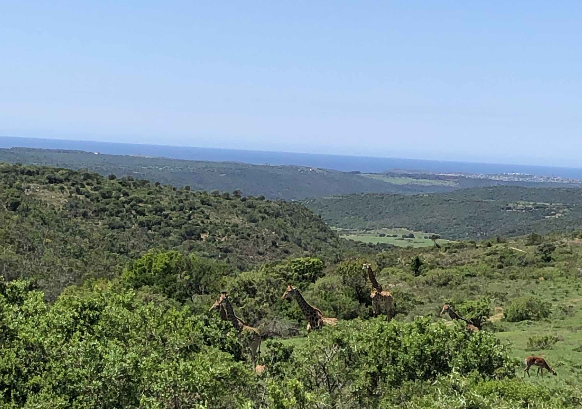 Giraffe view taken by USA Guest on African Safari