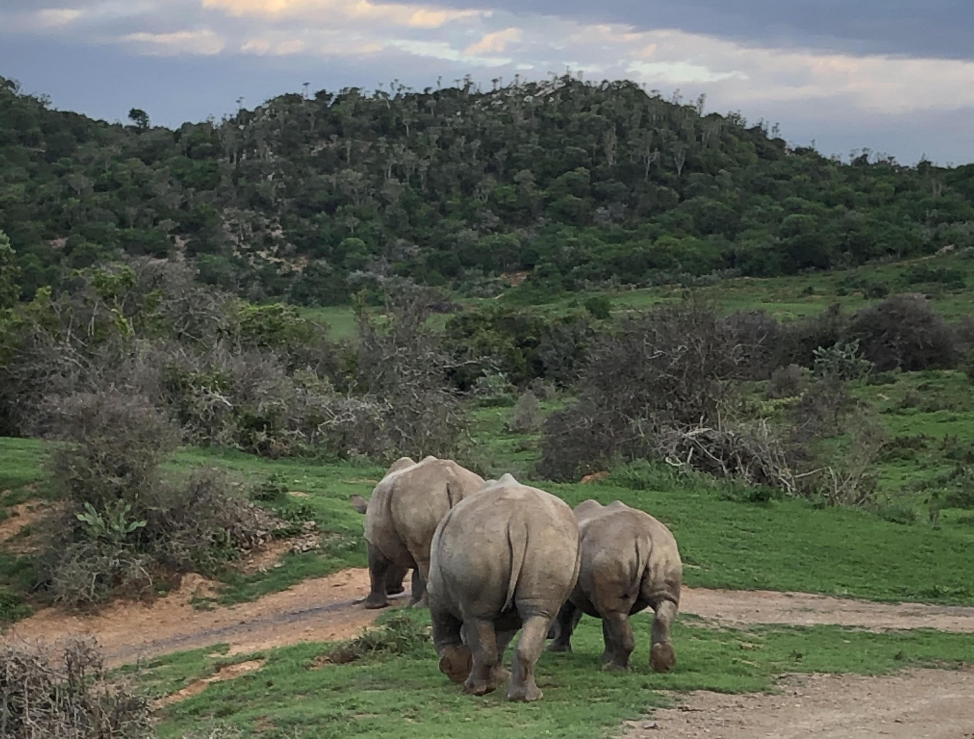 Rhino on African Safari Experience