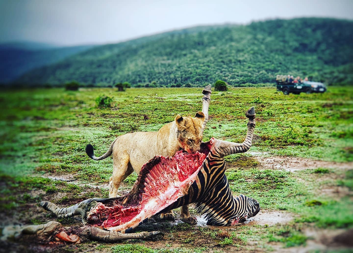 Head Safari Guide Wayne Howarth Lion Kill