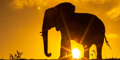 Brendon Elephant Feb21