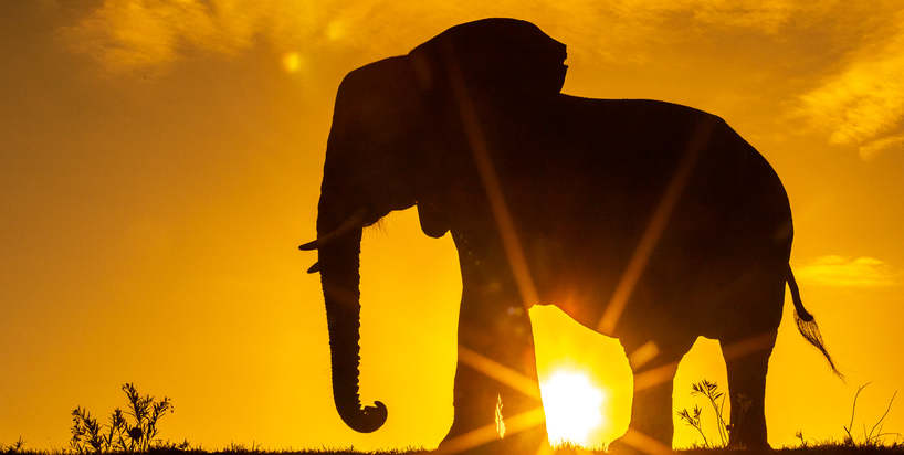 Brendon Elephant Feb21