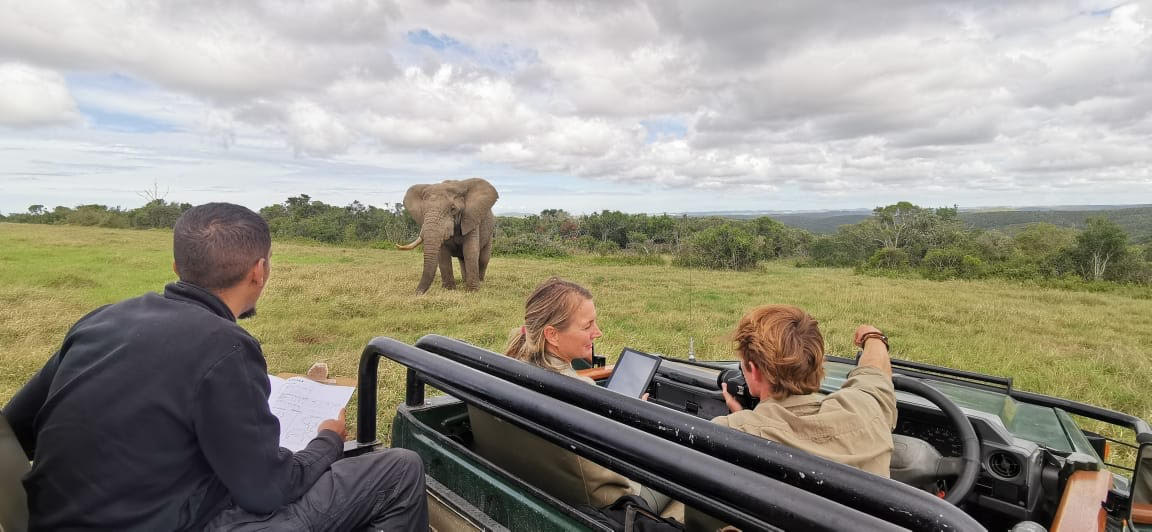 African Elephant Monitoring Kariega